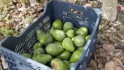 Alanya'da Clifton avokado hasadı başladı