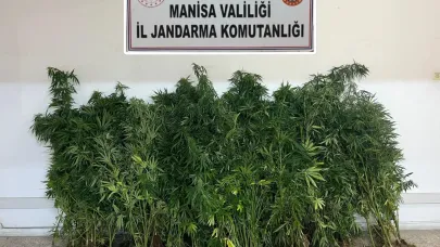 Manisa'da 167 kök kenevir ele geçirildi: 2 tutuklama