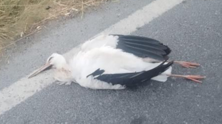 Leyleklerin çarptığı trafoda yangın paniği