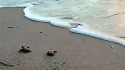 Caretta yavruları umuda yüzdü