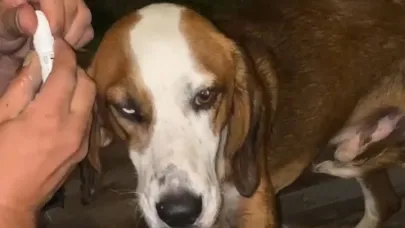 Yangından kurtarılan 'Bıdık' Emekli Hayvanlar Çiftliği'ne sığındı