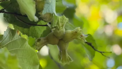 Düzce’de fındık sezonu açıldı