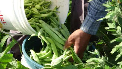 Gevaş fasulyesi girişimci kadınların eliyle değer kazanıyor