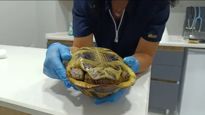 Yangında sadece ağaçlar değil hayvanlarda zarar gördü