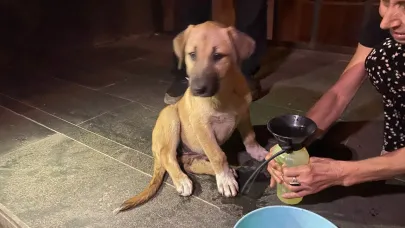 Yaralı yavru köpek için mahalleli seferber oldu
