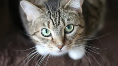 Veteriner Hekimleri Odası Başkanı: “Kedi ve köpek tüyü öldürmez"