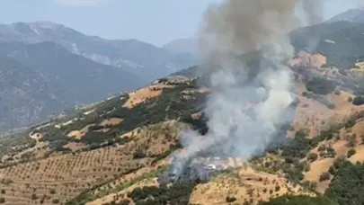 Aydın'da zeytinlik alanda yangın çıktı
