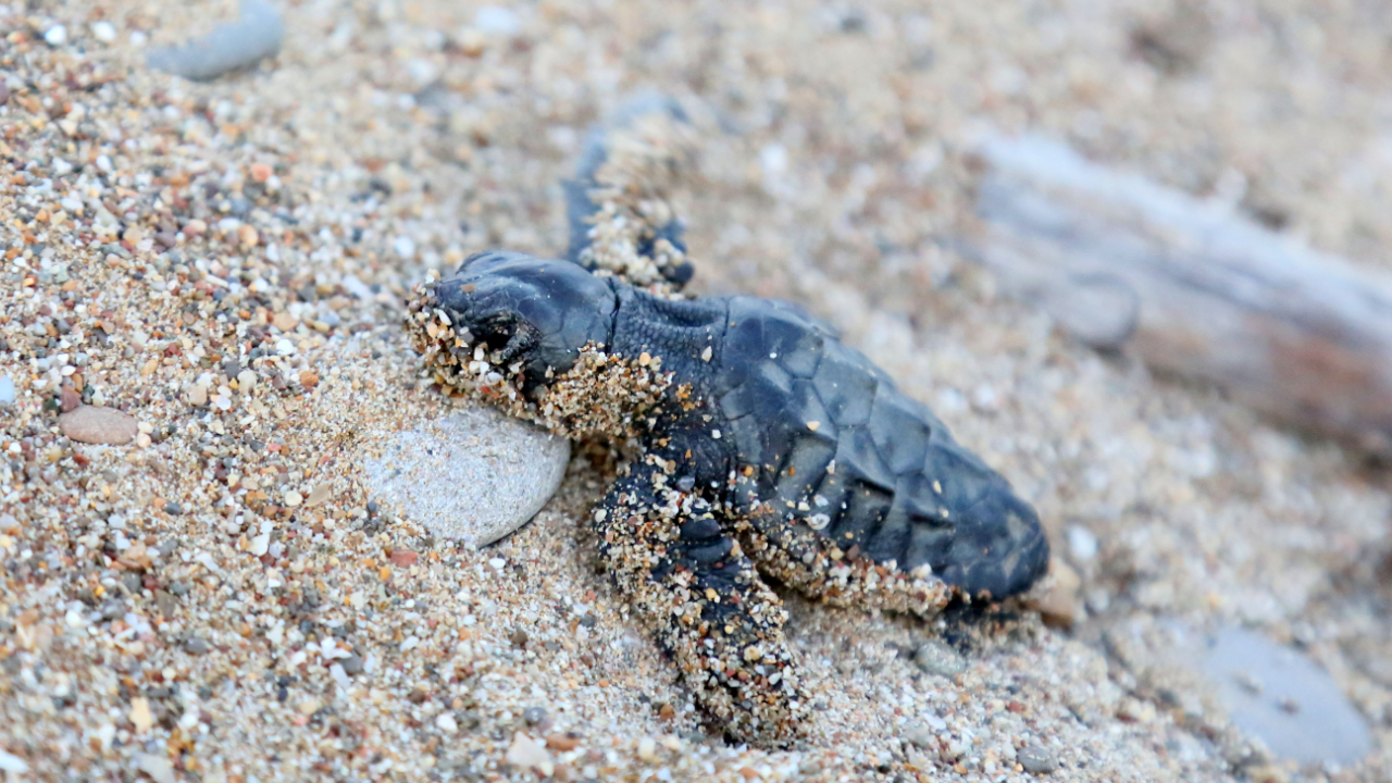 Caretta carettalar denizle buluştu