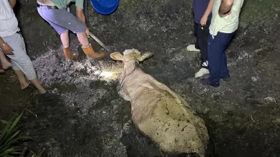 Kaybolan büyükbaş hayvan bataklıkta bulundu