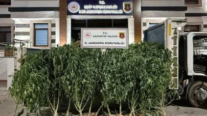 Uyuşturucu operasyonu: 825 kök kenevir bulundu