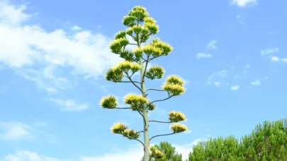 Yüzyılın çiçeği Balıkesir'de açtı