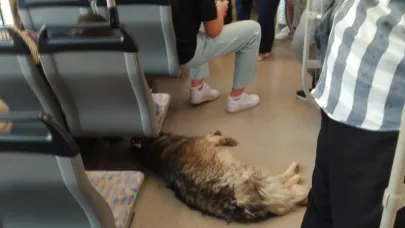 Sıcaktan bunalan köpek çözümü tramvaya binerek buldu