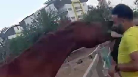 Korku dolu anlar! At çocuğu ısırarak havaya fırlattı