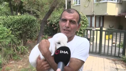Annesiz kuzuya anne oldu