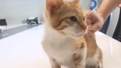 Boğaçayı’na düşen yavru kedi son anda kurtarıldı