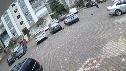 Bursa'da yavru kediler kadını evine kadar kovaladı