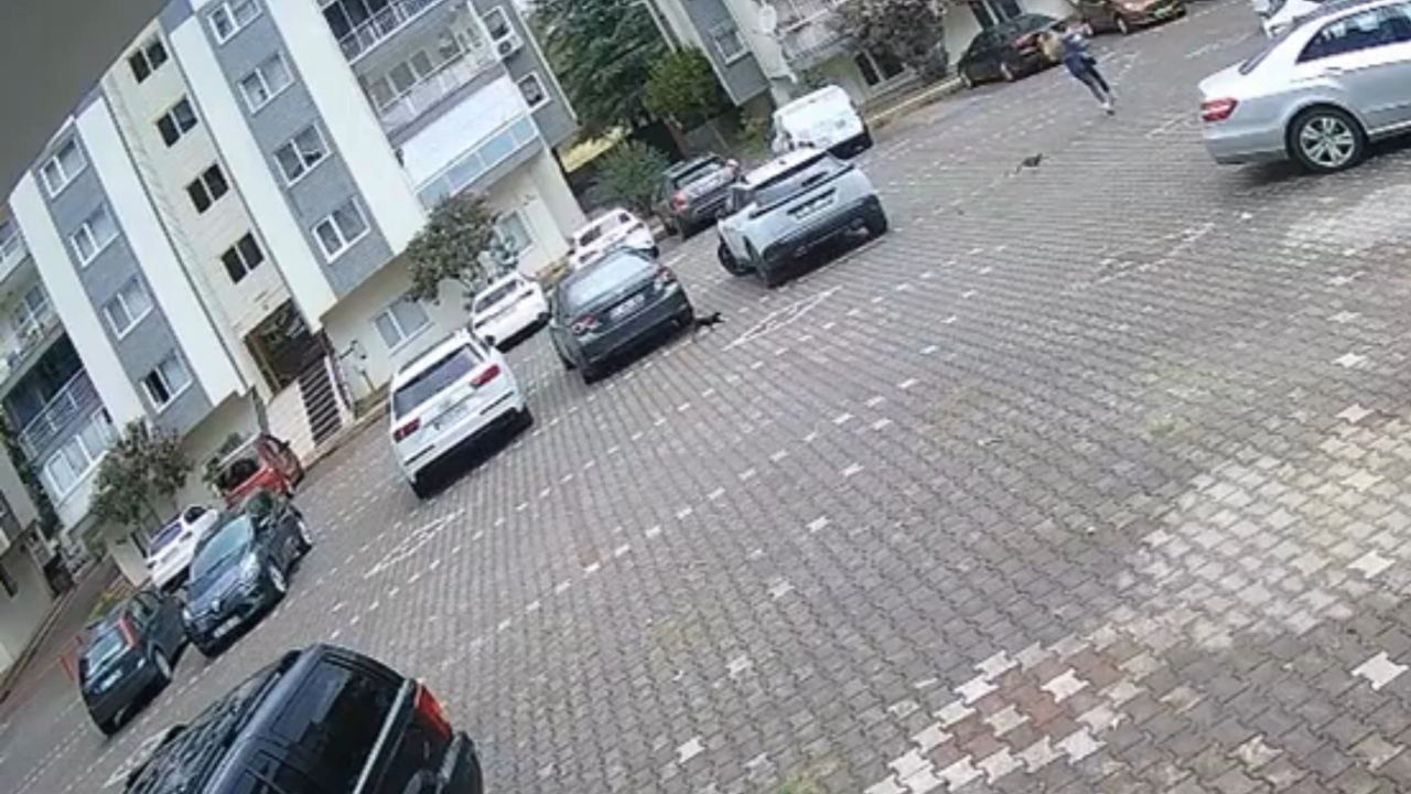 Bursa'da yavru kediler kadını evine kadar kovaladı