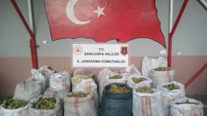 Şanlıurfa'da fıstık hırsızlığına 13 gözaltı