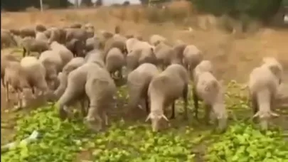 "Biberlerin para etmediği için hayvanlara yedirildiği" iddiasına yanıt geldi