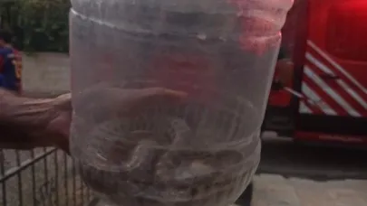 Elazığ’da engerek yılanı paniği