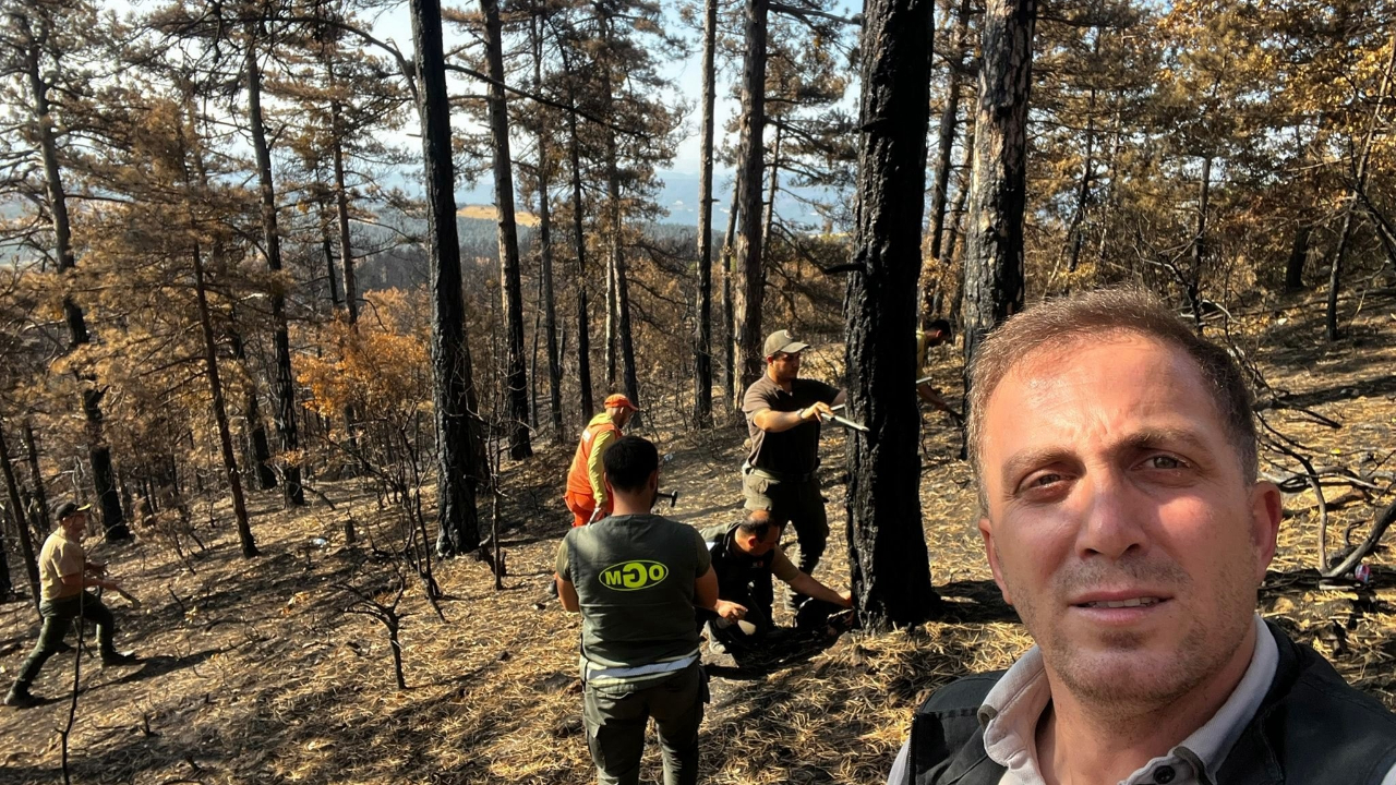 Sakarya’da yanan ormanlık alanlar tekrar haya dönüyor