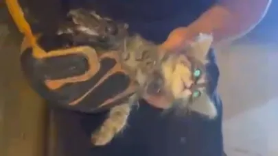 Kanalizasyonda mahsur kalan kedi böyle kurtarıldı