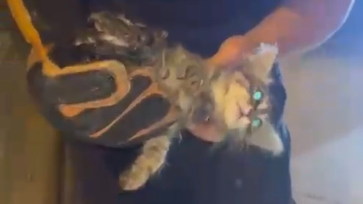 Kanalizasyonda mahsur kalan kedi böyle kurtarıldı