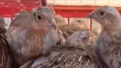 Kene ile mücadele için doğaya 200 çil keklik salındı