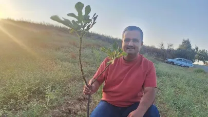 Sarıgöl’de sarılop incir üretimi yaygınlaşıyor