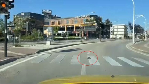 Bursa'da kaplumbağadan insanlara trafik dersi!