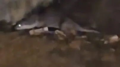 Bursalı vatandaş şaşkınlık içinde görüntüledi