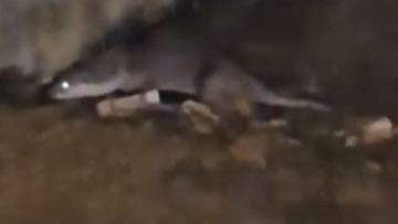 Bursalı vatandaş şaşkınlık içinde görüntüledi