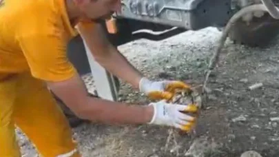 Osmaniye'de çıkan orman yangınından etkilenen kaplumbağa kurtarıldı