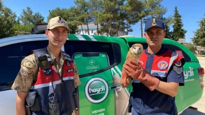 Kilis’te yaralı peçeli baykuş koruma altına alındı
