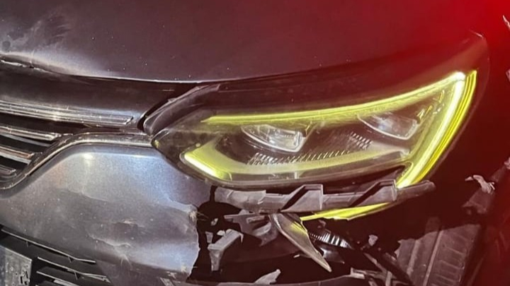 Otomobilin çarptığı yavru ayı telef oldu