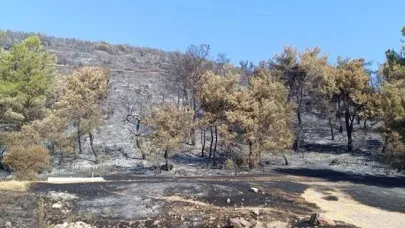 Manisa'da orman yangınına ilişkin bir tutuklama