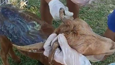 Çanakkale yangınından yaralı kurtulan keçi Bursa'da hayata tutundu
