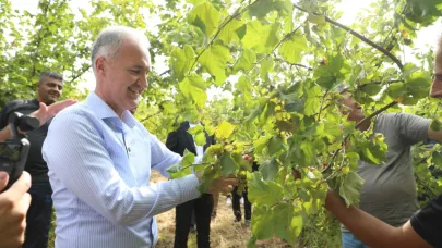 Türkiye'de fındık üretiminin yüzde 1'i bu topraklardan