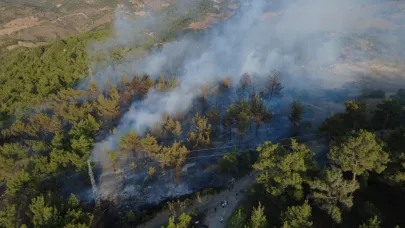 Manisa'daki yangında 5 hektarlık kızılçam ormanı zarar gördü