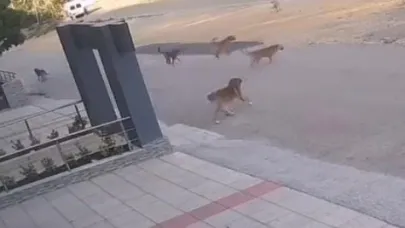 Bursa'da köpek saldırısından son anda kurtuldu!