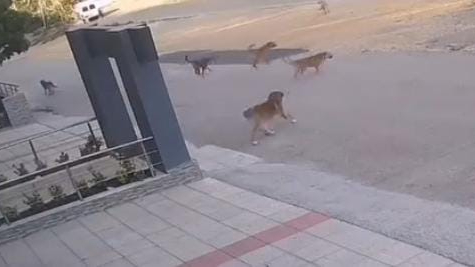 Bursa'da köpek saldırısından son anda kurtuldu!
