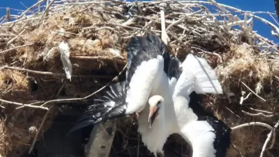Takılı kalan leylek böyle kurtarıldı