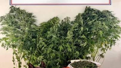 Uyuşturucuya geçit yok: 24 Kök kenevir ve 2,5 kilo esrar ele geçirildi