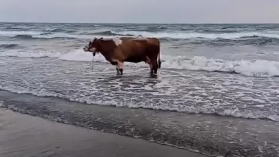 Kavurucu sıcaktan bunalan inek soluğu denizde aldı
