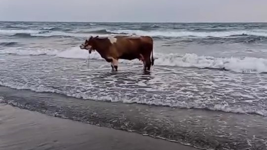 Kavurucu sıcaktan bunalan inek soluğu denizde aldı