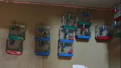 Adana'da 21 saka kuşu besleyen kişiye 151 bin lira ceza
