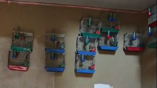 Adana'da 21 saka kuşu besleyen kişiye 151 bin lira ceza