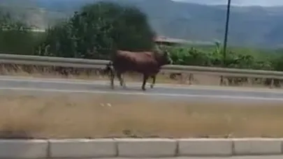 Mezbahaya götürülen boğa trafiği birbirine kattı