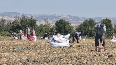 Zarar eden çiftçi patatesleri ücretsiz dağıttı