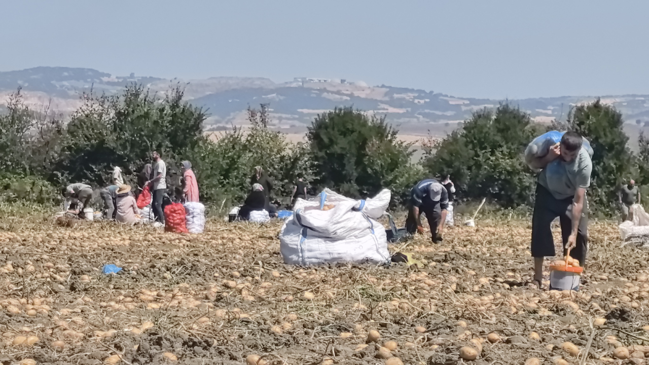 Zarar eden çiftçi patatesleri ücretsiz dağıttı